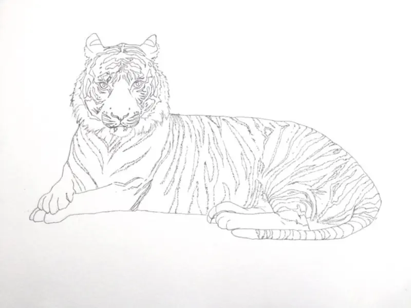 Tiger Resting