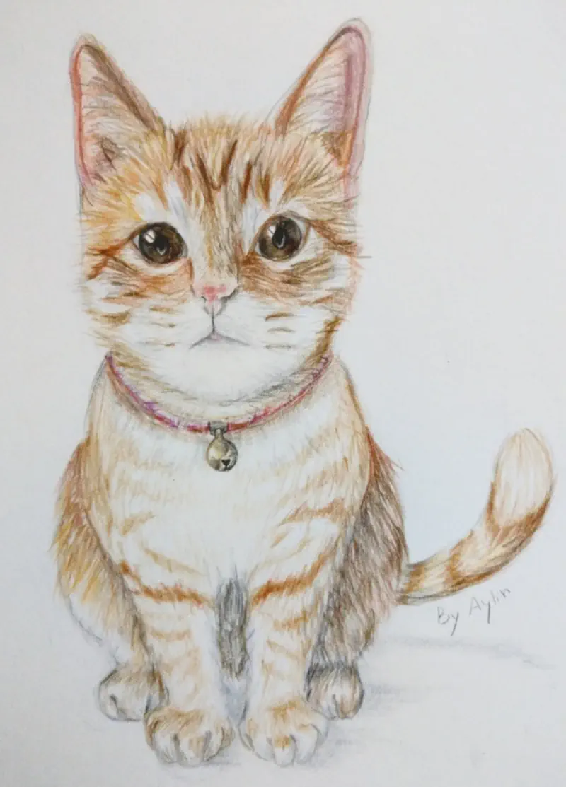 Cutest Cat