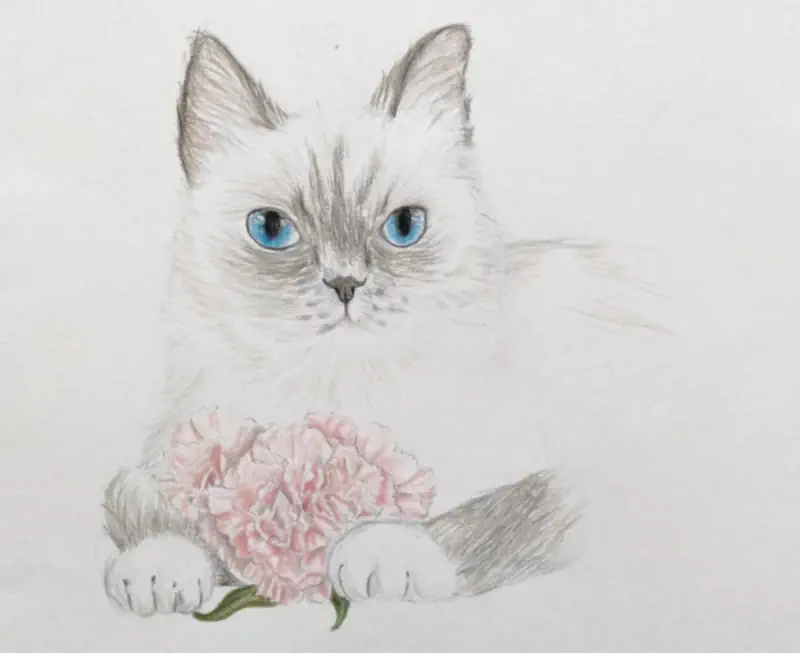Carnation and Cat