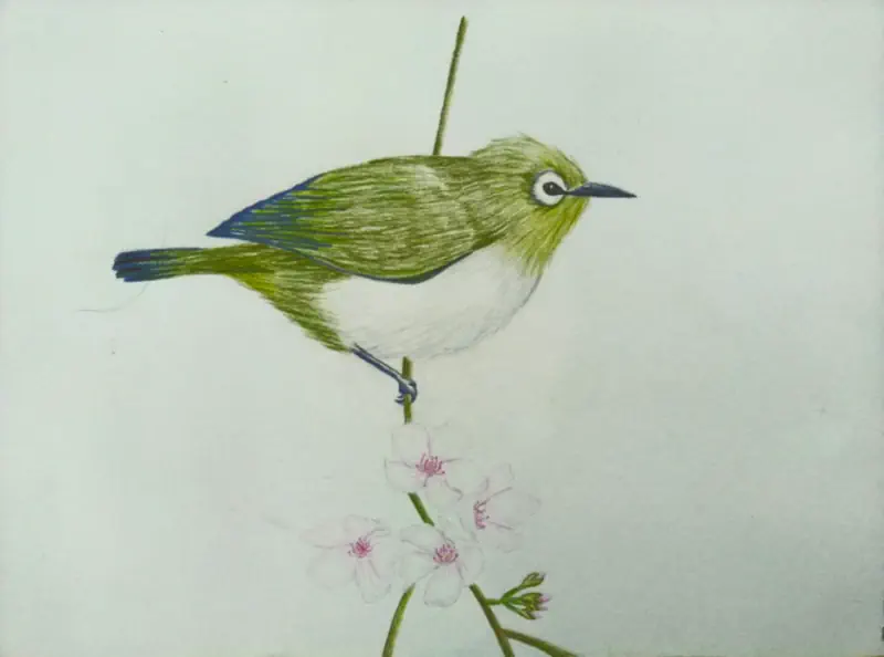 White Eye Bird