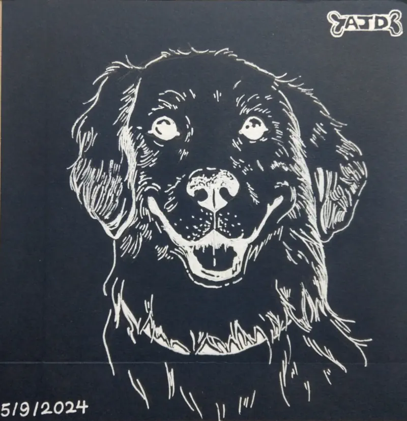 Dog on Cardboard